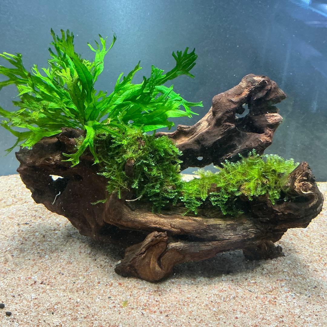 速達】良型！ジャワモス活着キリンミニ20cmと南米モスミクロ17cm