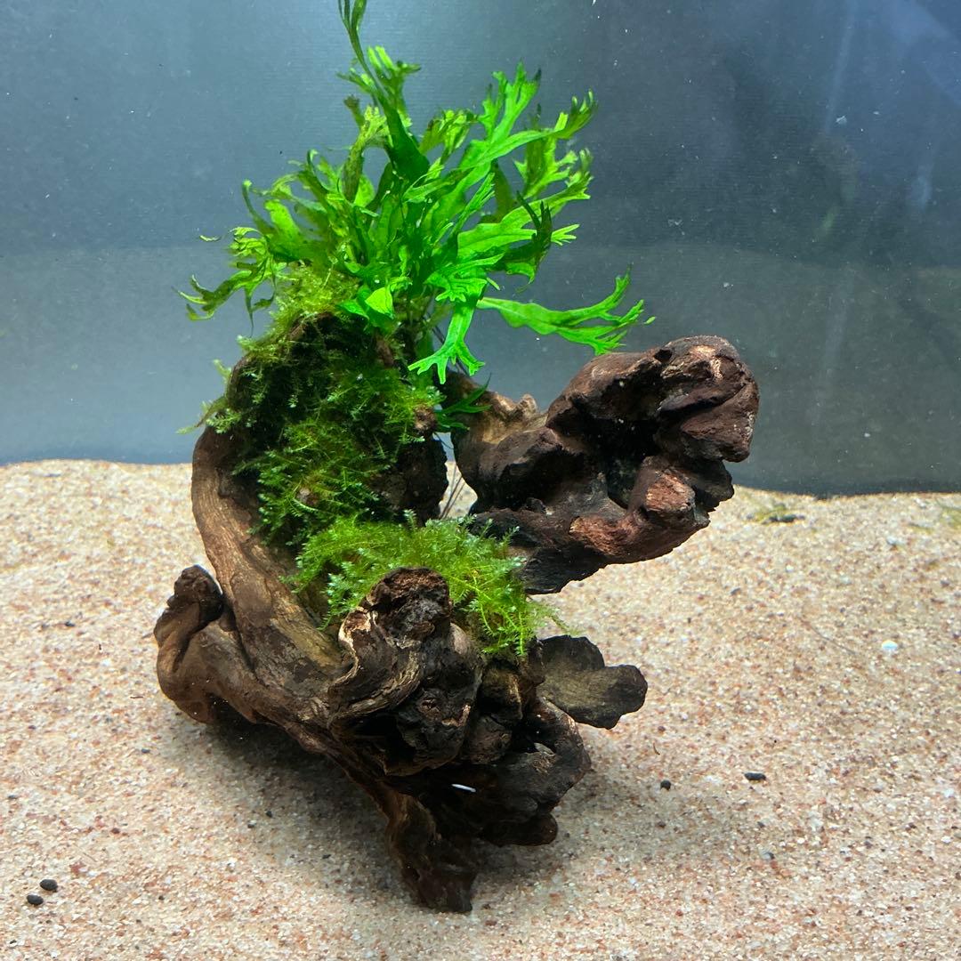 速達】良型！ジャワモス活着キリンミニ20cmと南米モスミクロ17cm