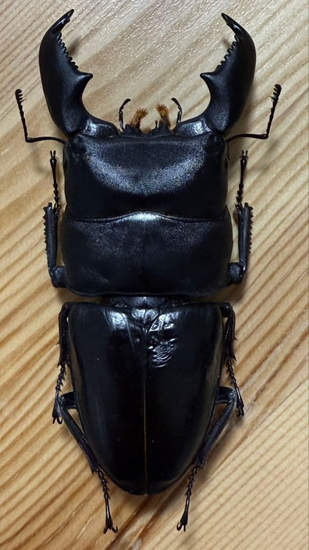 スマトラオオヒラタ　パラワンオオヒラタ　Ｂ品