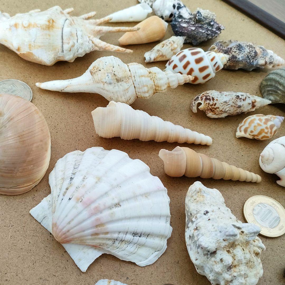 m*a様 貝まとめ売り