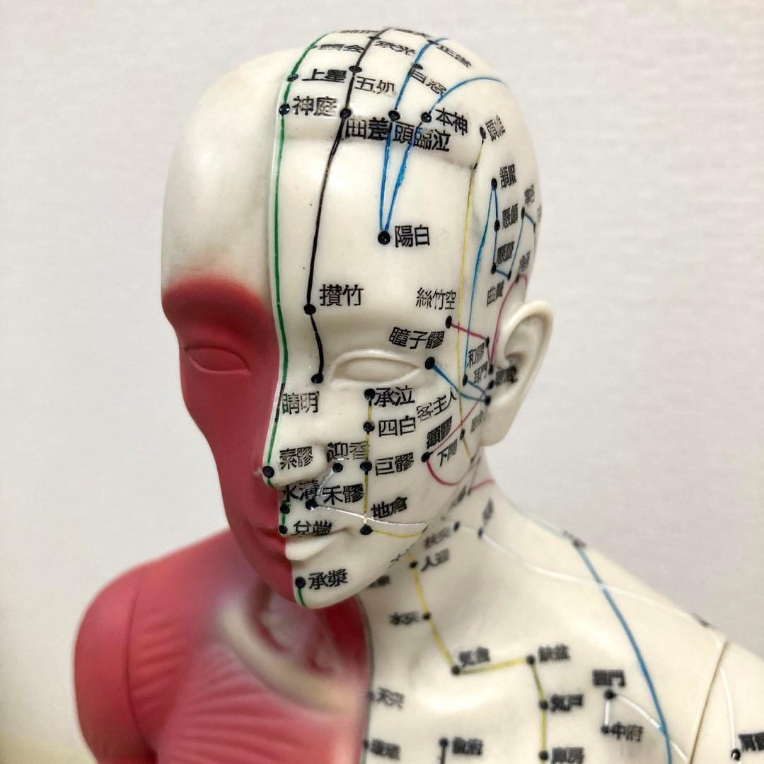 医道の日本社】経穴経絡人形 経穴くん(人体模型)