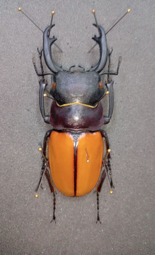 カステルナウディツヤクワガタ野外標本 カステルナウツヤクワガタ 標本