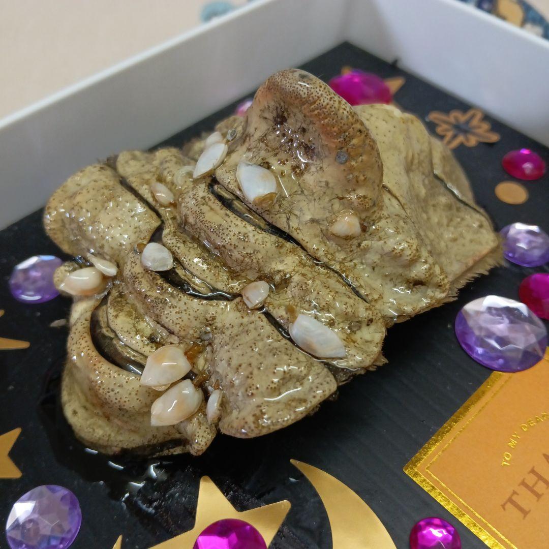 稀少レア四国太平洋沖深海生物タカアシガニふんどし腹リアル凹凸標本