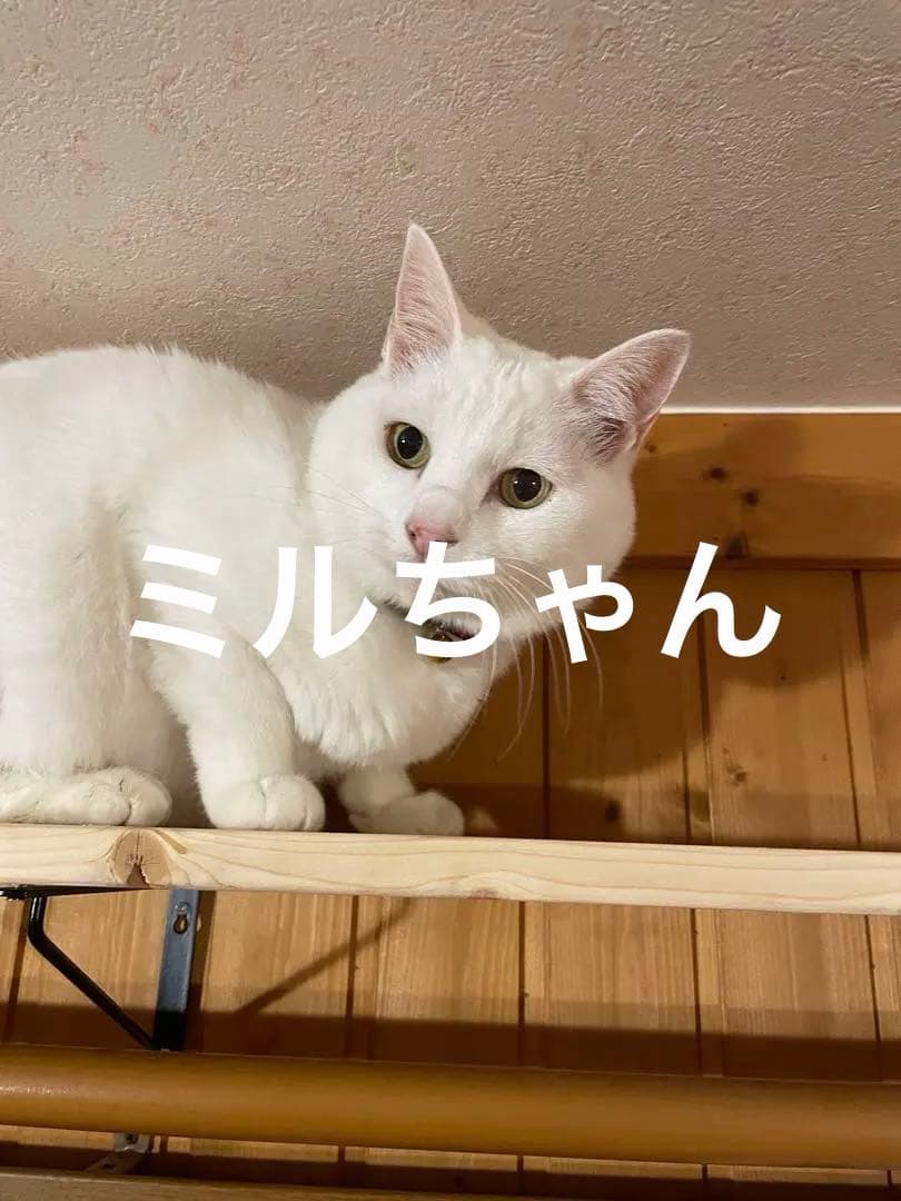 チューブダイエット〈猫用キドナ〉40包 賞味期限2026年1月31日