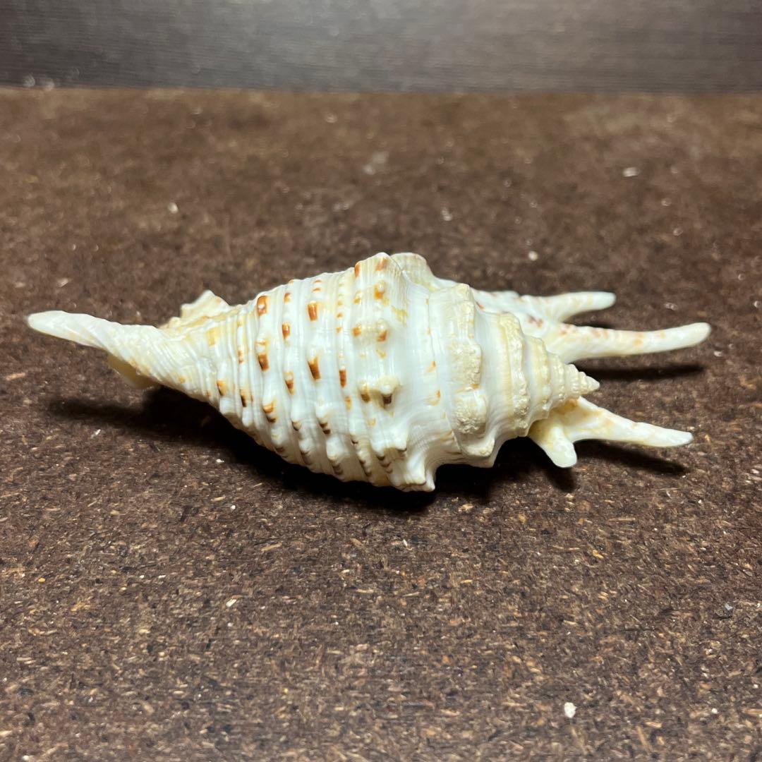 激レア　美品　モーリシャス産　蓋付き　ムラサキムカデソデ