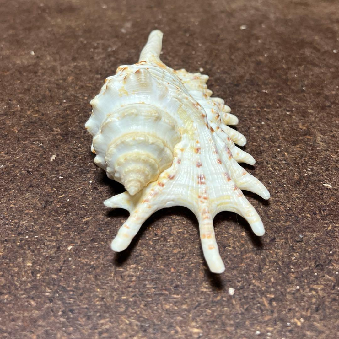 激レア　美品　モーリシャス産　蓋付き　ムラサキムカデソデ