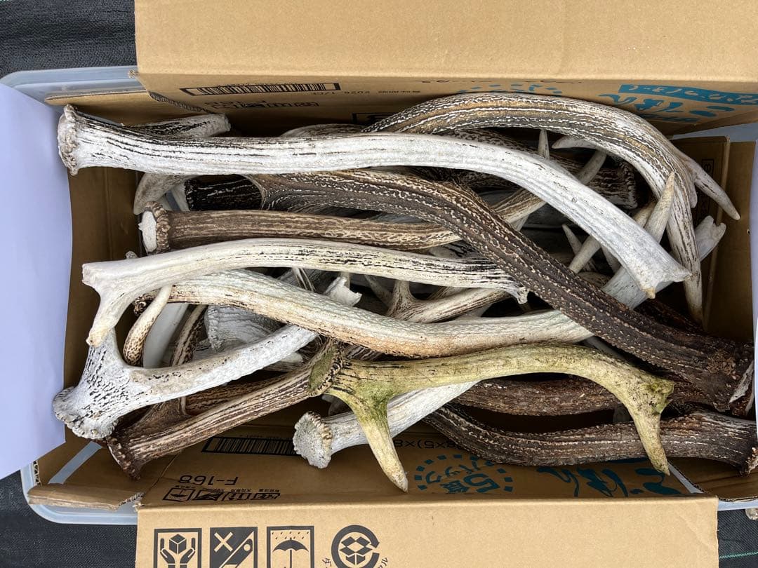 鹿の角 15本セット プラスチックケース付き