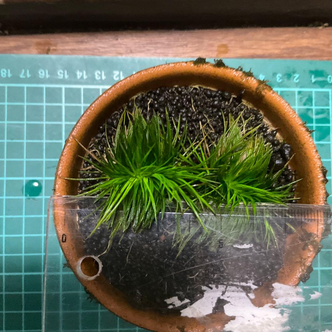 ホシクサsp.キンバリーナロー 1株 - メルカリ