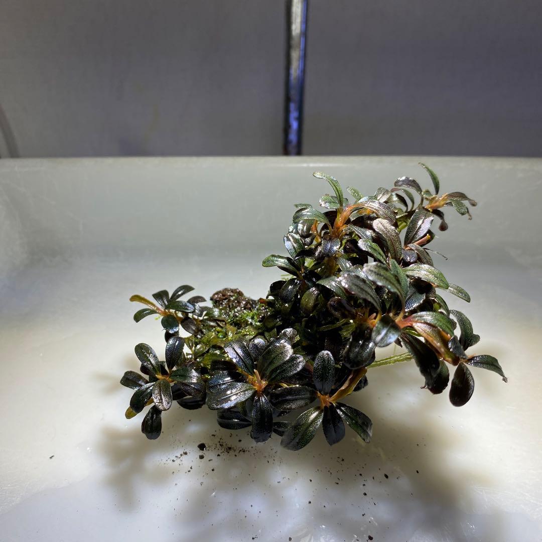 ブセファランドラsp.レッドファントム群生株、溶岩石活着（水中葉、無