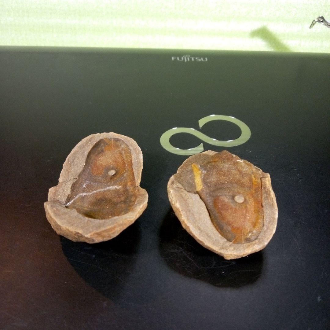 三葉虫 化石 fossil ボリビア産 trilobite ノジュール管理③