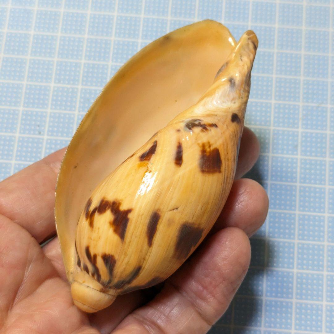 貝殻標本 ハルカゼヤシガイ - メルカリ