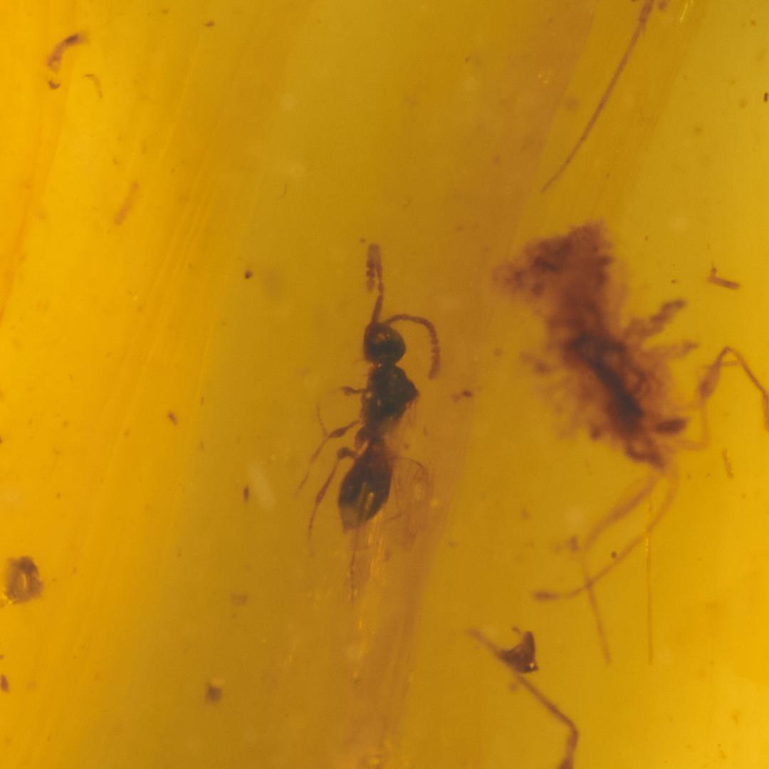 ZB043虫入り琥珀化石 ミャンマー カムティかタナイ産 9900万年前