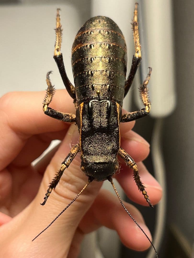 58mm♂】ヨロイコロギス Bradyporus 標本 リオック - メルカリ