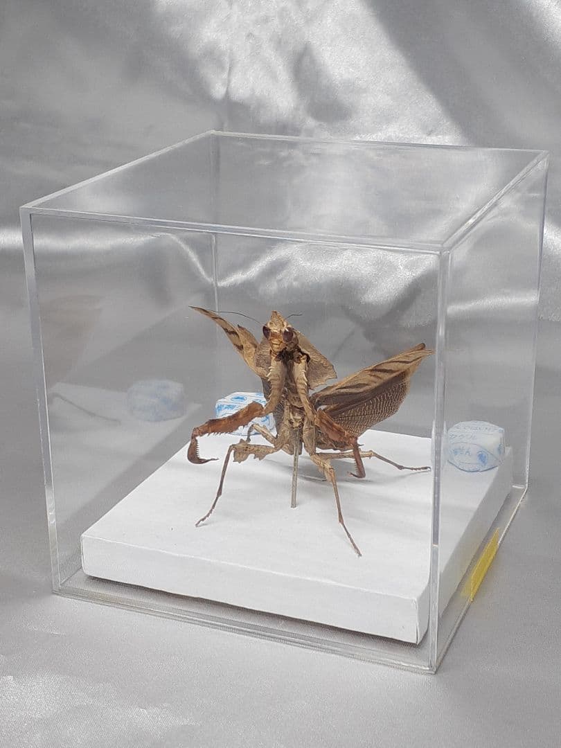 マオウカレハカマキリ雌 立体標本 魔王枯葉 ラスト1