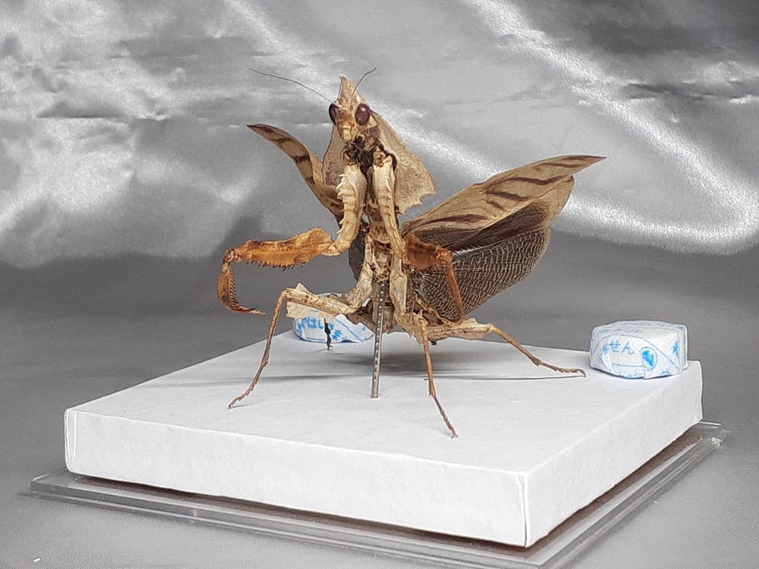 マオウカレハカマキリ雌 立体標本 魔王枯葉 ラスト1