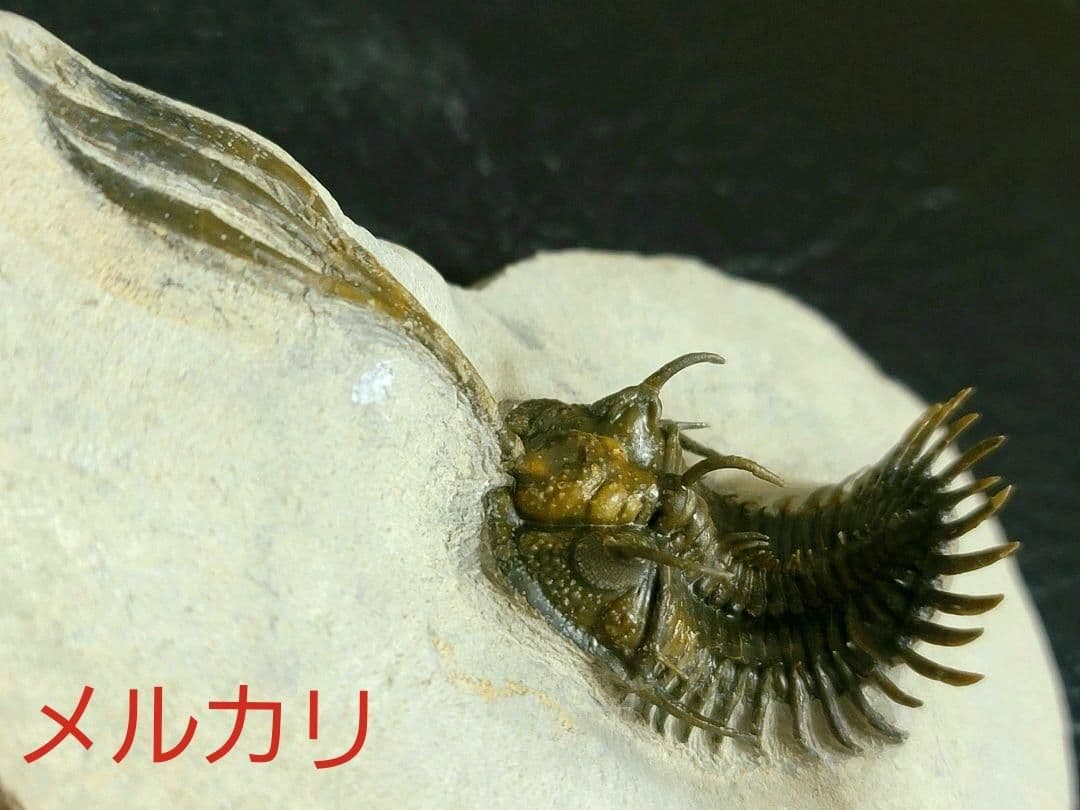 超美麗！三葉虫【Walliserops trifurcatus】化石 モロッコ - メルカリ