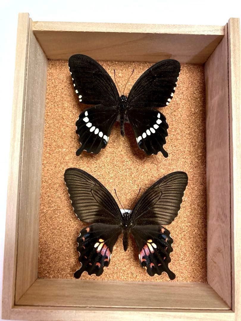 紅紋型含む 蝶の標本 シロオビアゲハ - メルカリ