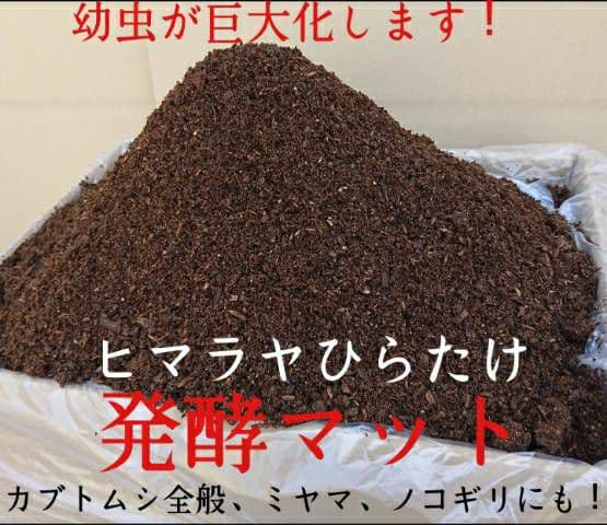 デカクなりすぎ注意！ヒマラヤひらたけ発酵マット産卵にも！増量100