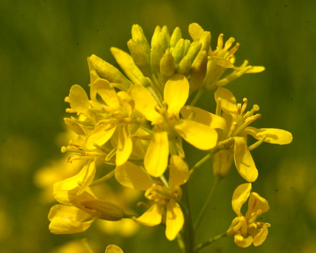 Voigtlander Voigtar 7.5cm f/6.3 銘レンズ