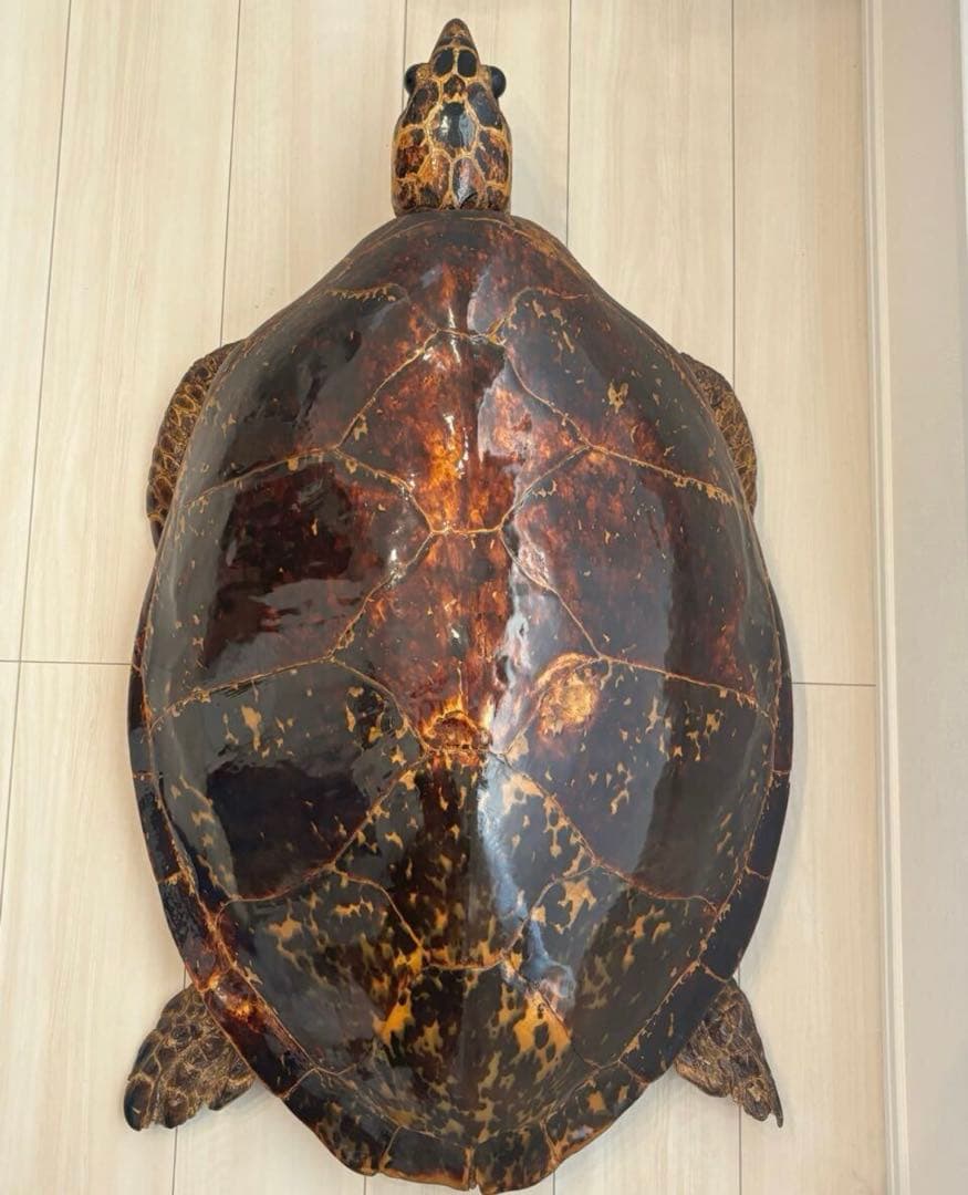 タイマイ 剥製 ウミガメ 大型 国際希少野生動植物登録票 取得済 標本 置物
