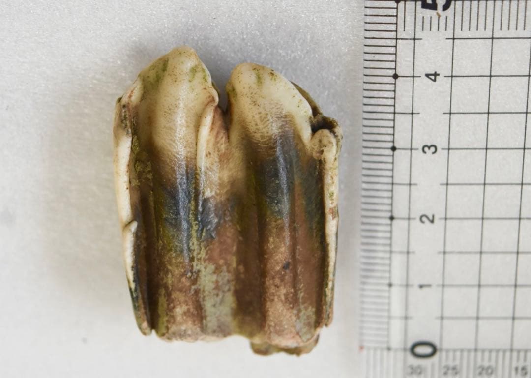 沖縄県産 哺乳類の歯化石