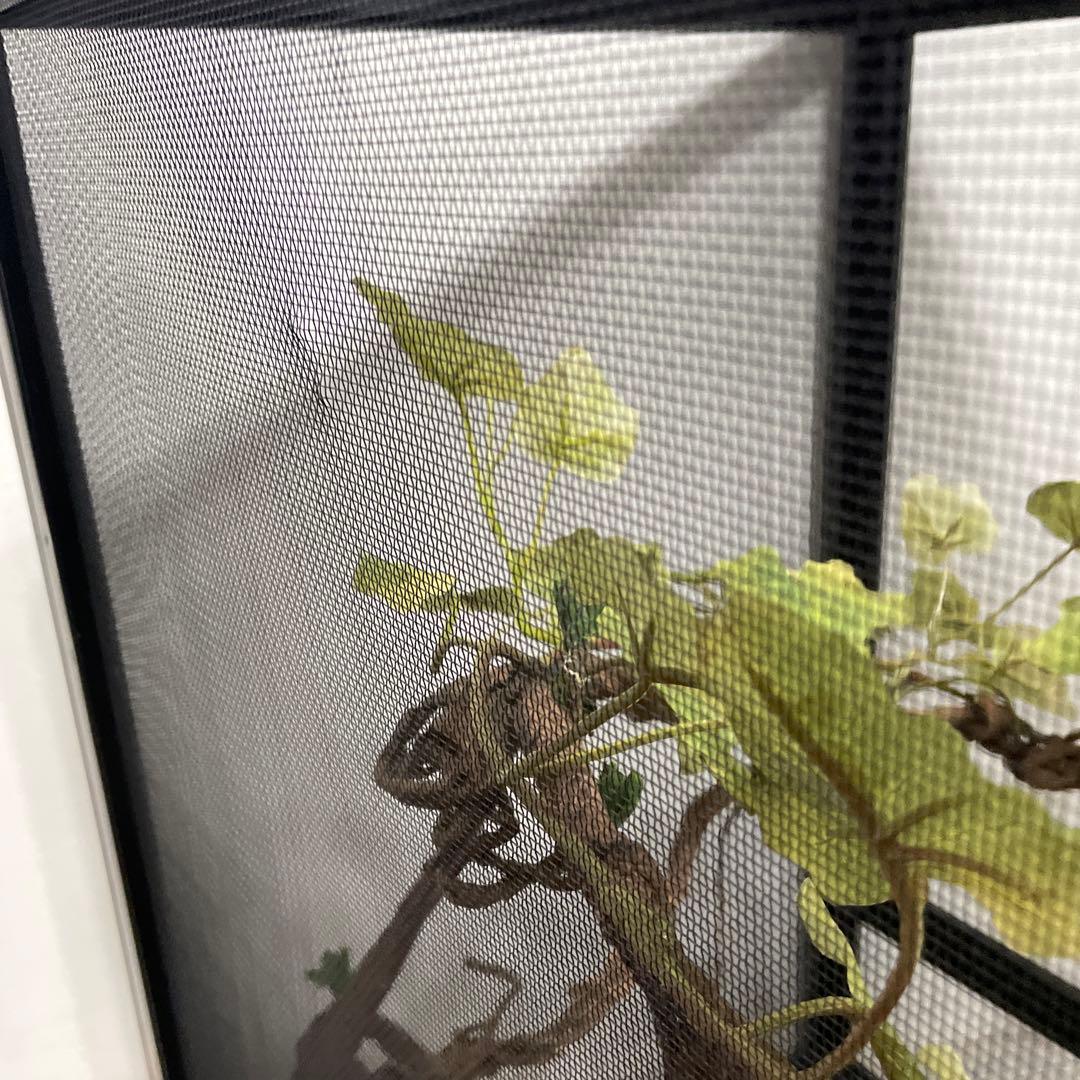 飼育ケージ ケージ 42×42×66 爬虫類 カメレオン メッシュ レイアウト