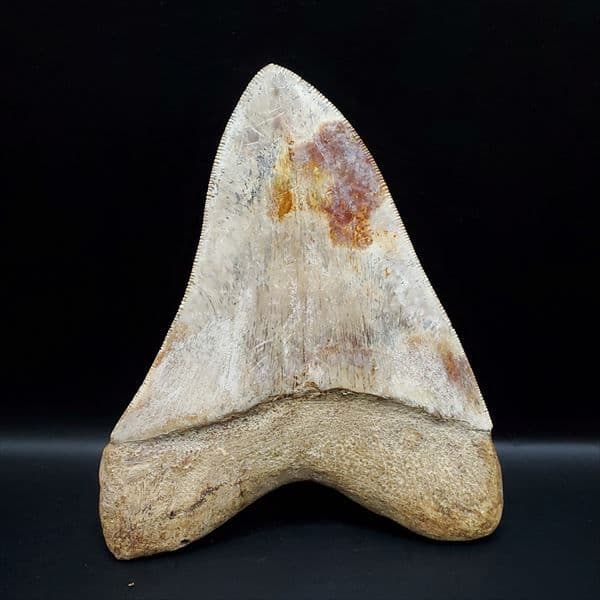 極上 メガロドン 歯 化石 本物 インドネシア 137.08mm mg11