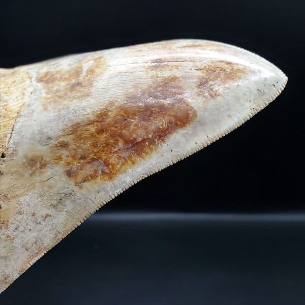 極上 メガロドン 歯 化石 本物 インドネシア 137.08mm mg11