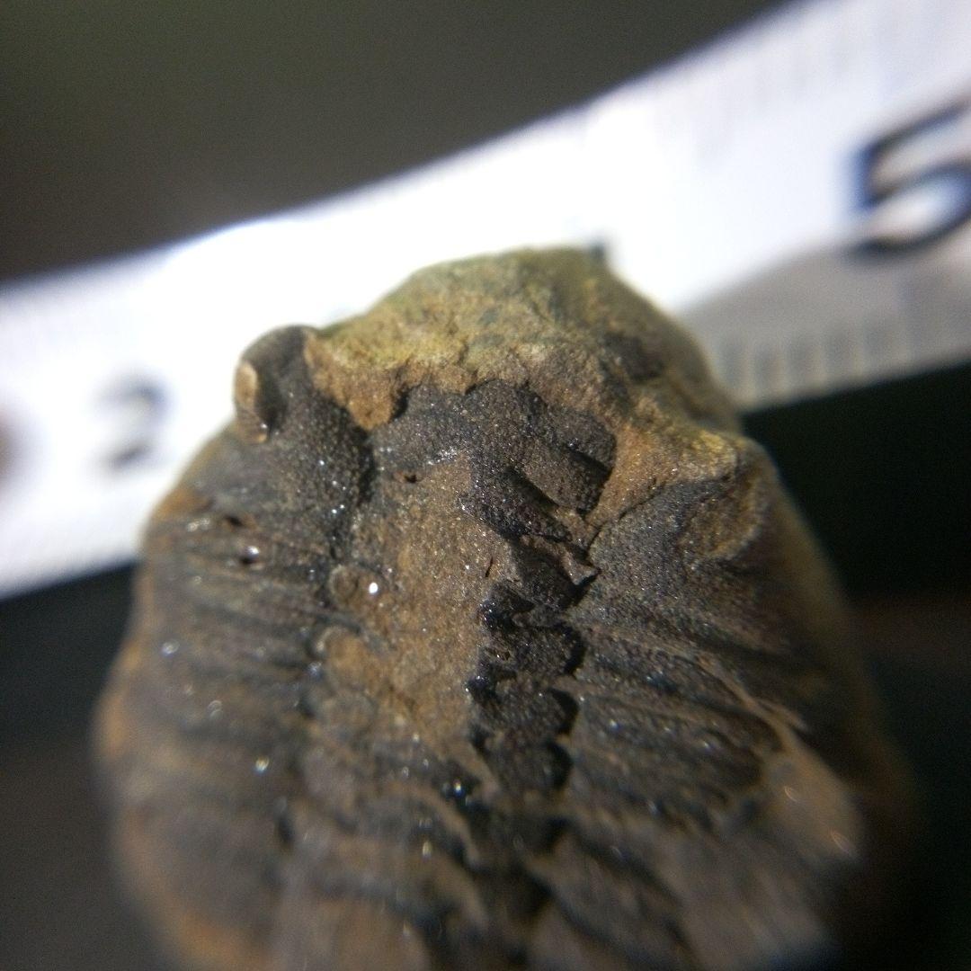 三葉虫　化石　fossil　海　ボリビア産　trilobite　海生動物網⑩ 三葉虫 化石 fossil 海 ボリビア産 trilobite 海生動物網⑩ 三葉虫