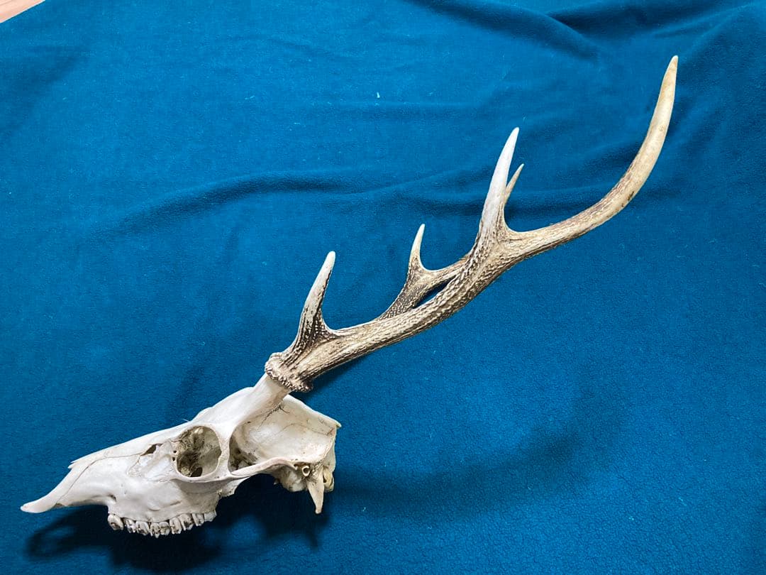 ニホンジカ、頭骨