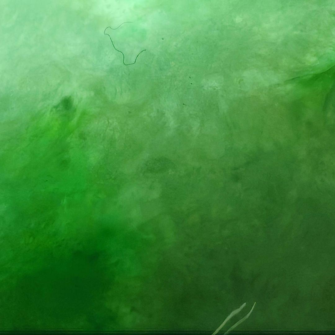 本翡翠】天然ジェダイト 鼻煙壺 氷糯種 陽緑 透過良 結晶有 龍