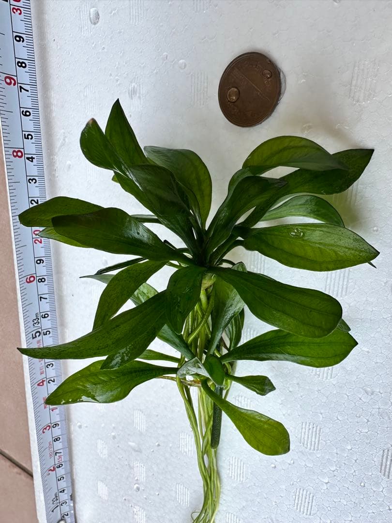 水草 エキノドルス・サターン エキノドルス sp サターン 30cm弱