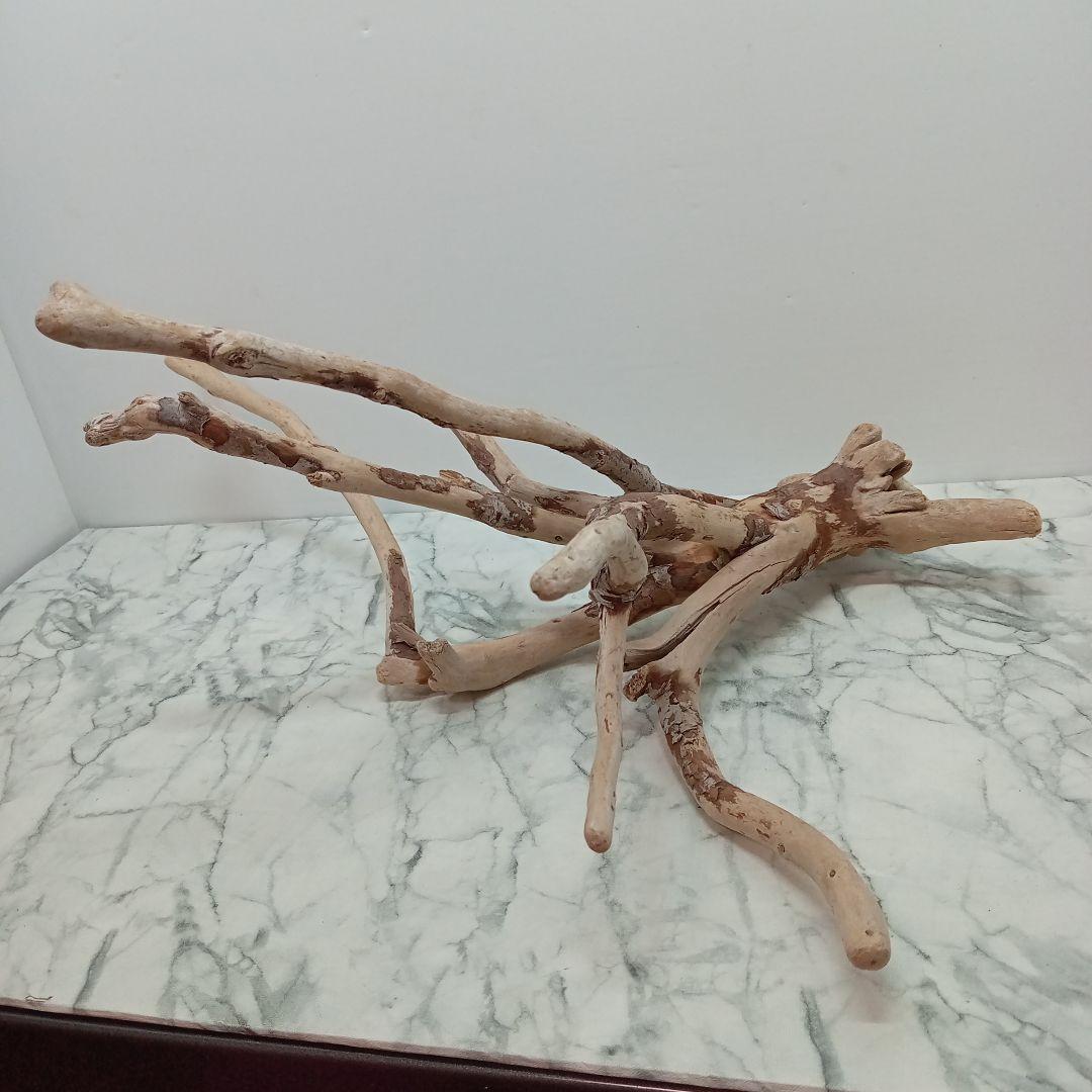 ！専用！アク抜き済み流木【645】セール