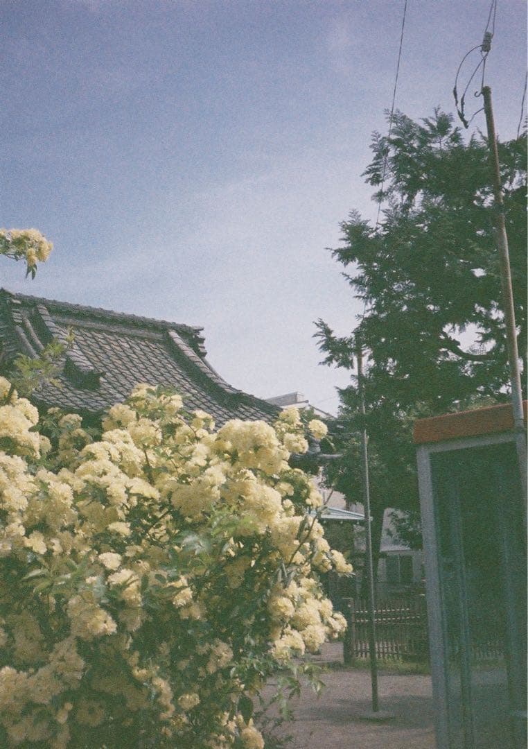 動作確認・清掃済み＊試写あり】リコーオートハーフE 花柄