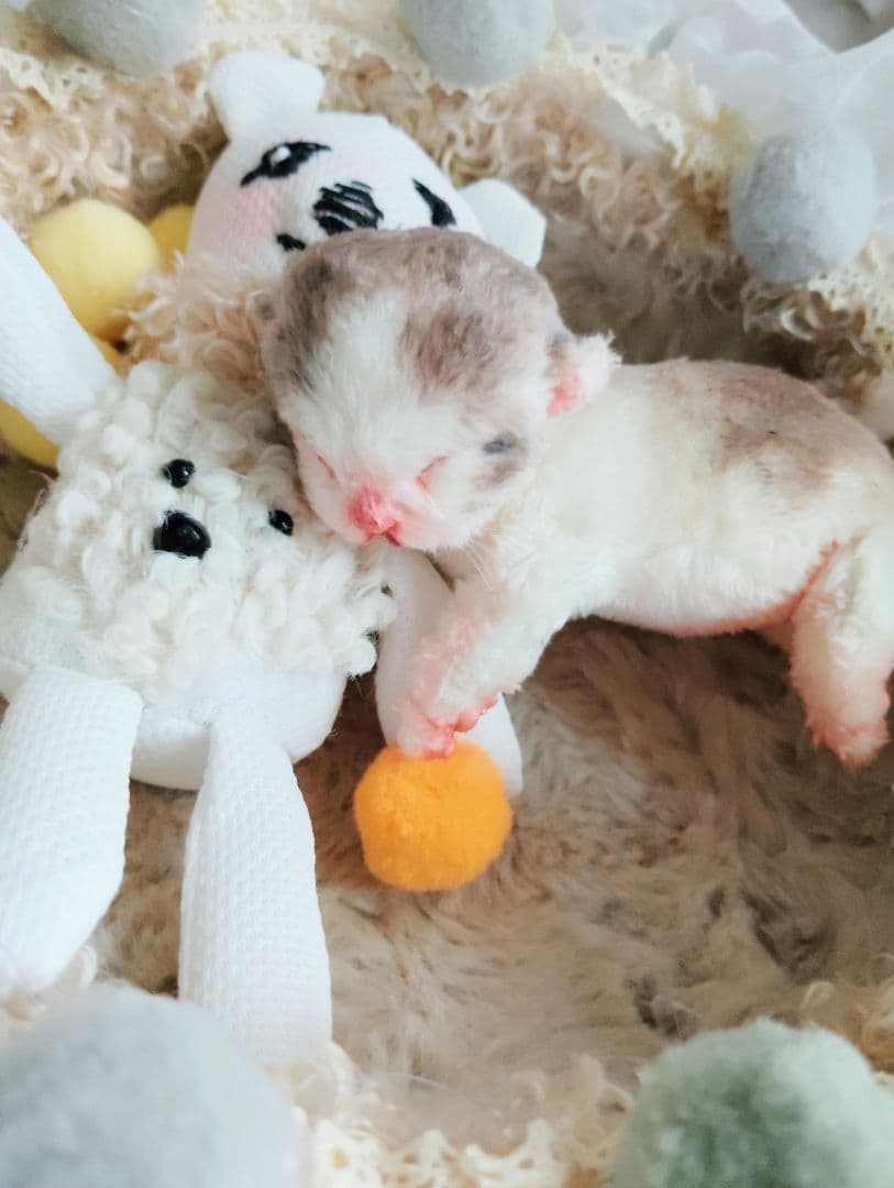 ママ募集❤生後1日子猫ちゃん♡バスケットとクマたん♡アートドール