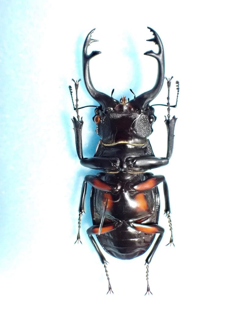 ナカジ　クワガタ標本