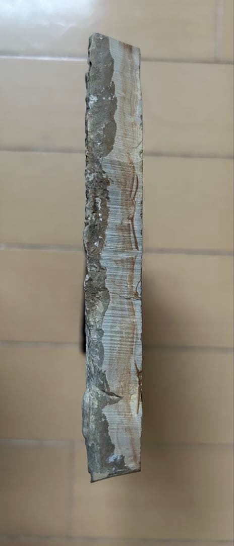 三葉虫化石 山東省 - メルカリ