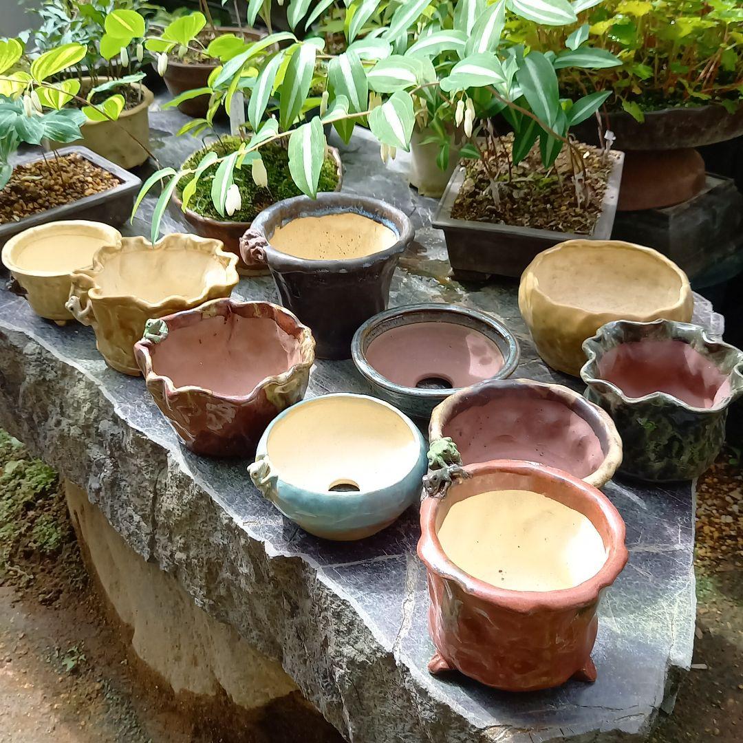 販売 山野草&山野草鉢 中国鉢、盆栽鉢、植木鉢、山野草鉢、鉢、盆栽