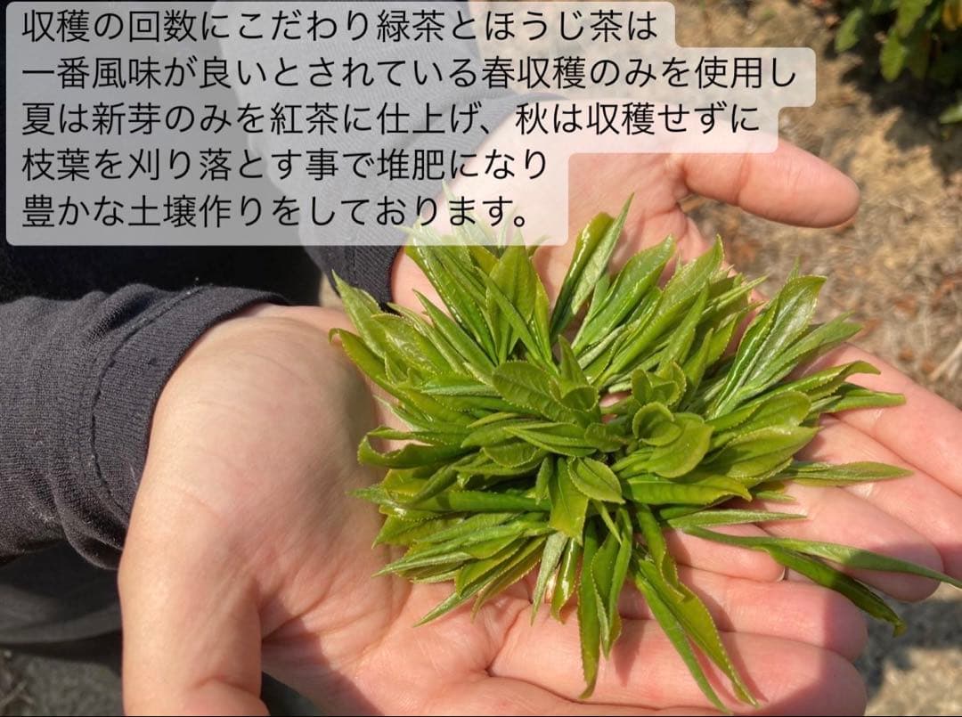 お茶】日本の紅茶！便利な個包装スティック100本入り！溶かすだけ簡単
