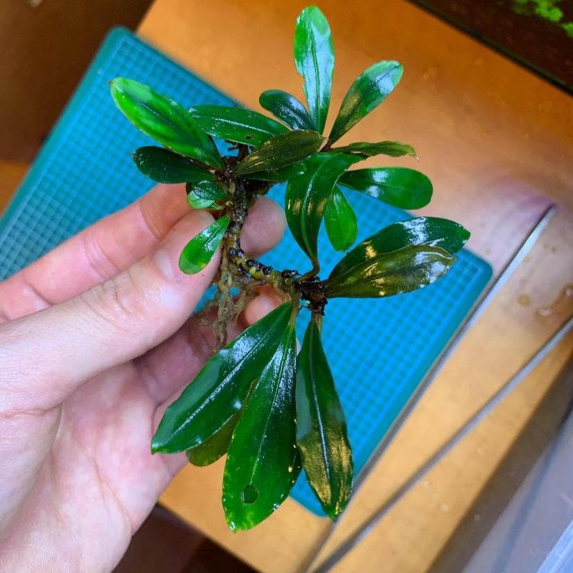 ブセファランドラ 割引 sp. ピンクレディ（大株） Bucephalandra