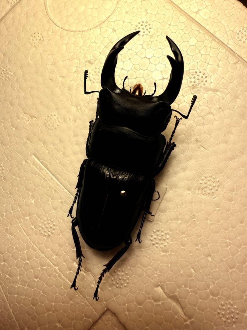 53mm】ルリヒゲノコギリカミキリ 標本ナンベイオオタガメ ハナムグリ