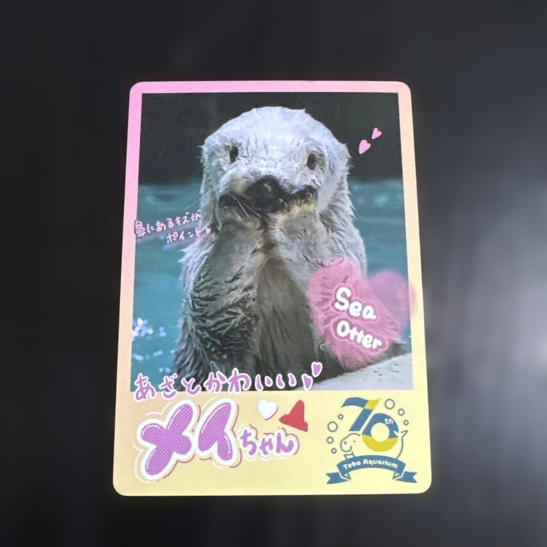 鳥羽水族館 ラッコ メイちゃん トレーディングカード 鳥羽水族館 70