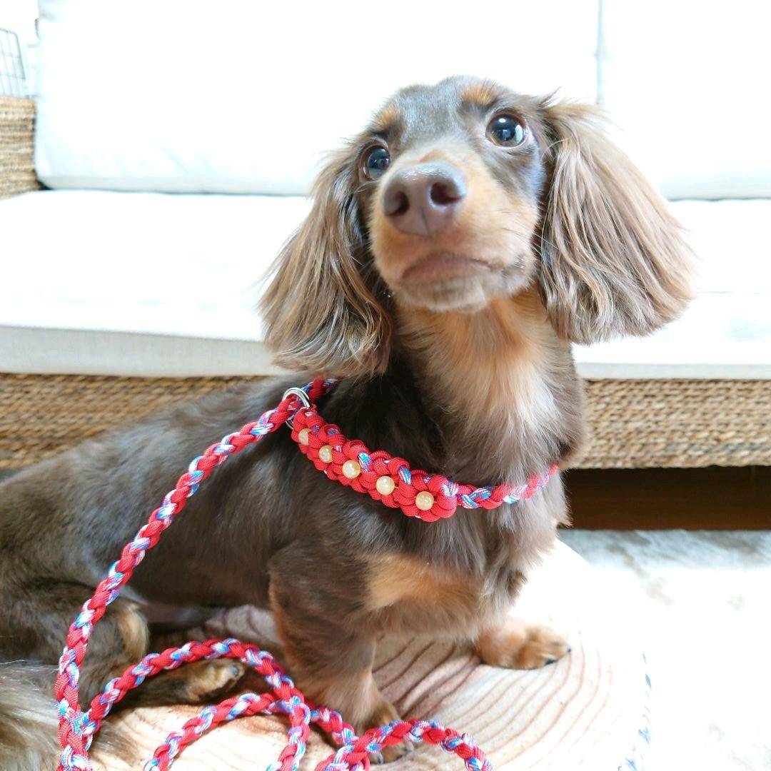 パラコードリード スリップリード 首輪一体型リード お花 №024