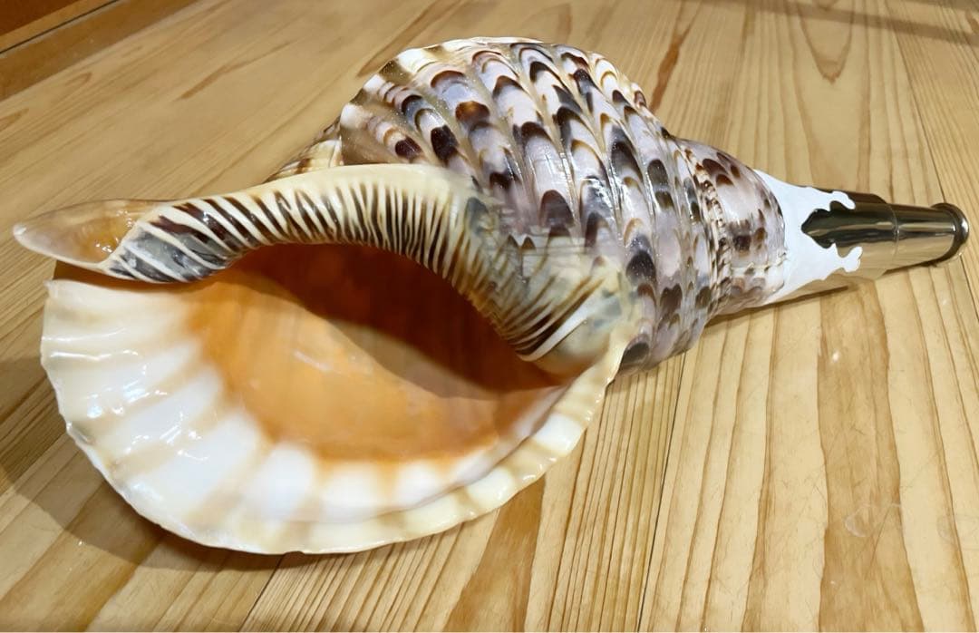 修験道法螺貝 山伏 密教 魔除け 熊よけ❣️ほら貝 ホラガイ