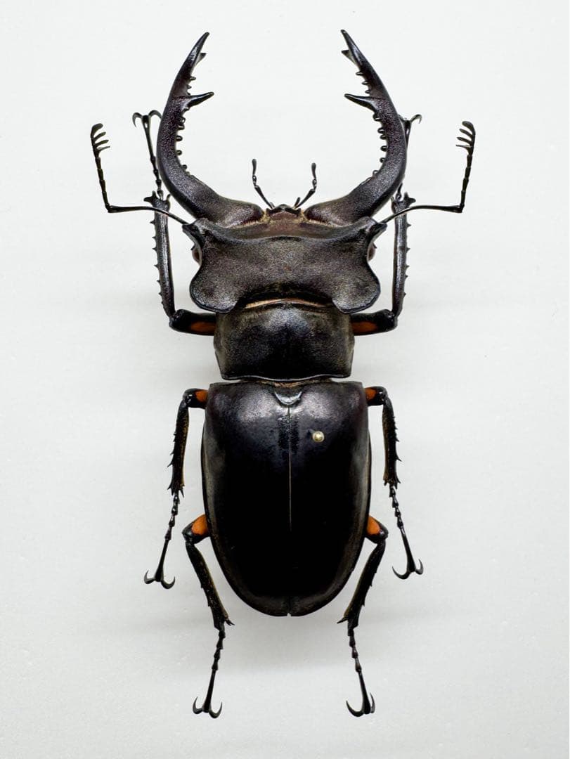日本ミヤマクワガタ全種標本 ミヤマクワガタ標本その2 | クワガタ飼育