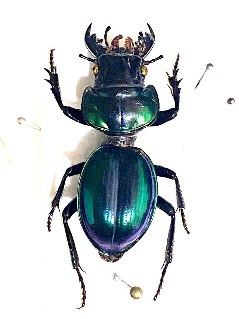 希少産地】中国産のマキバネコロギス 昆虫標本バッタ キリギリス