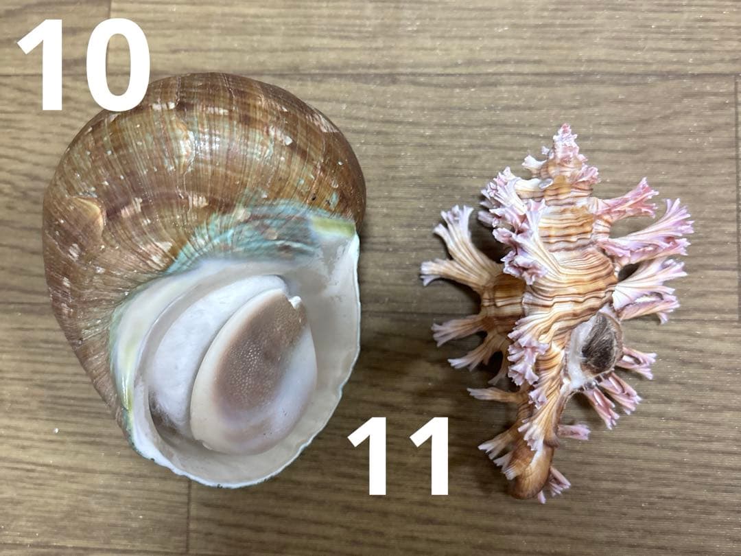 Meyo 7175様専用 貝殻10点