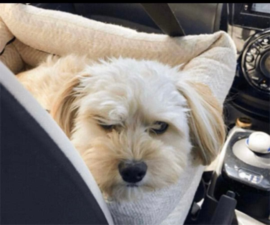 ペピィPEPPY ソファボックス（車窓乗り出し防止ドライブボックス