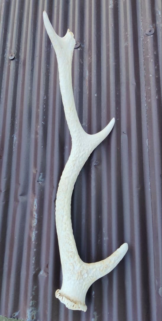 ニホンジカ鹿角３対＋３本 計９本 今季狩猟捕獲品 １本は自然落下角