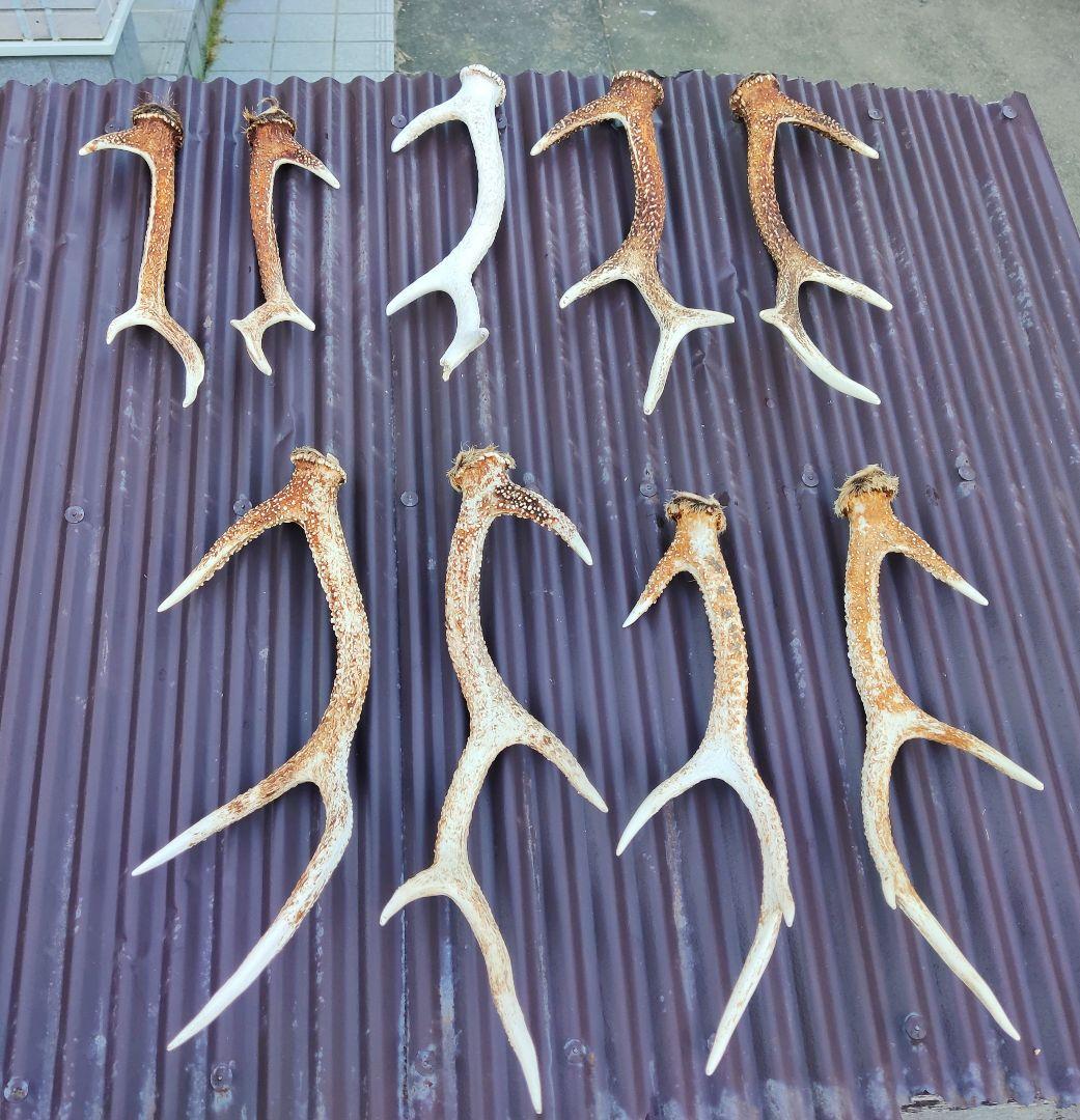 ニホンジカ鹿角３対＋３本 計９本 今季狩猟捕獲品 １本は自然落下角